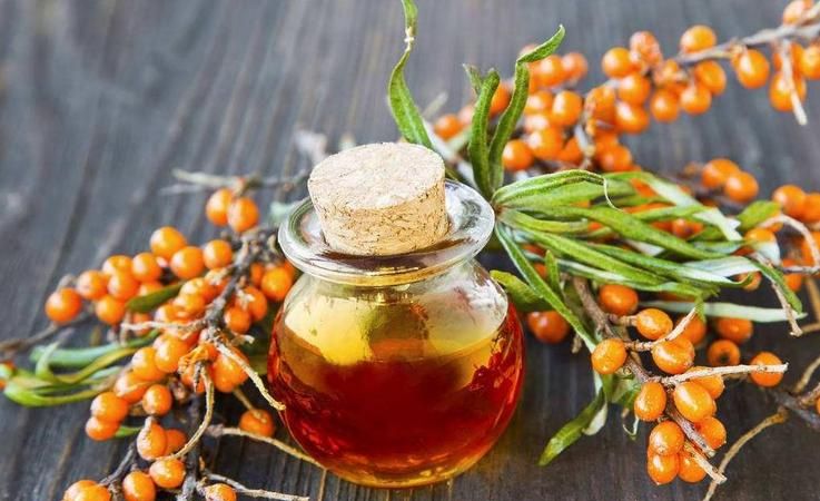 什么是沙棘果什么是茶油粉呢