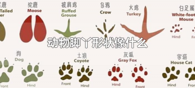 ​动物脚丫形状像什么（各种动物脚丫的形状像什么）