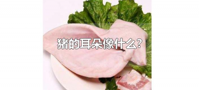 ​猪的耳朵像什么?（猪的耳朵长得像什么）