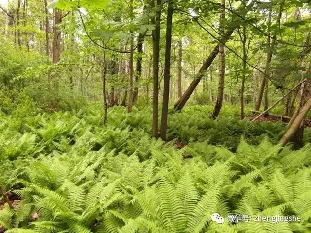 空壳公司对外吹牛（空壳公司拉大旗作虎皮）(1)