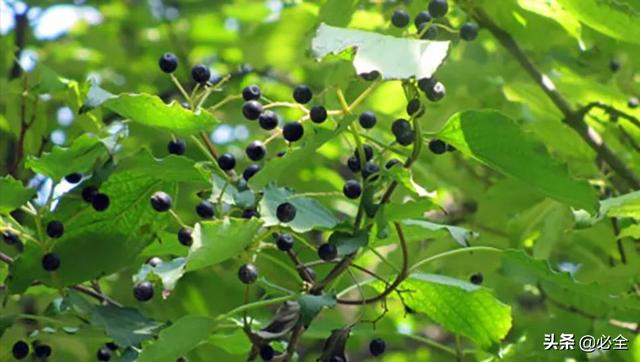 100种常见园林植物介绍（50种落叶乔木园林常用植物分享）(12)