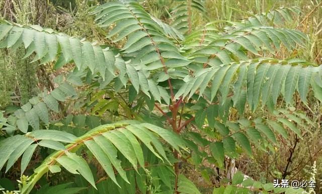 100种常见园林植物介绍（50种落叶乔木园林常用植物分享）(7)