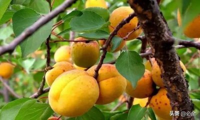 ​100种常见园林植物介绍（50种落叶乔木园林常用植物分享）