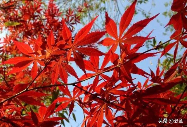 100种常见园林植物介绍（50种落叶乔木园林常用植物分享）(9)
