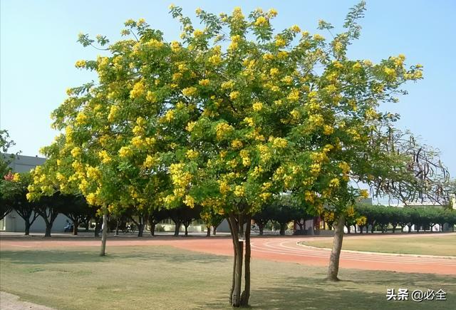 100种常见园林植物介绍（50种落叶乔木园林常用植物分享）(5)