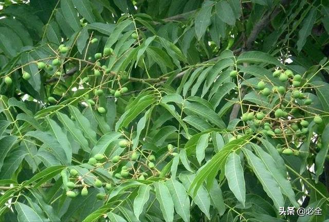 100种常见园林植物介绍（50种落叶乔木园林常用植物分享）(10)