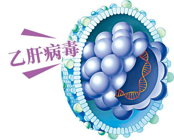 关于乙肝的一些常识（乙肝常见的12个问题）(8)