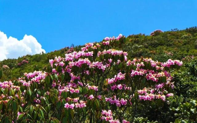 人间四月芳菲尽杜鹃花开满山红 索玛花开正当时(6)