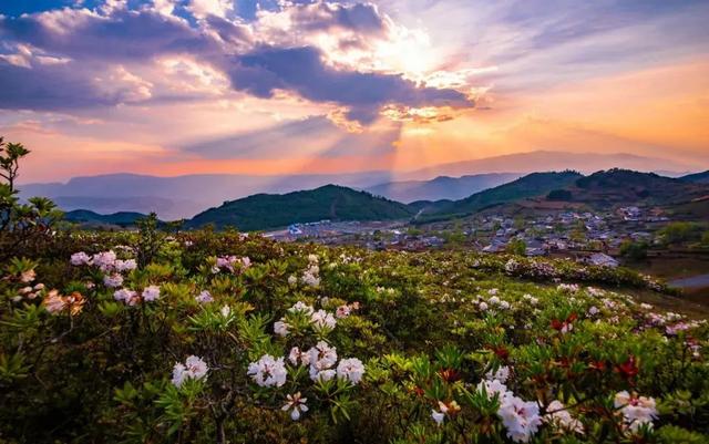 人间四月芳菲尽杜鹃花开满山红 索玛花开正当时(5)