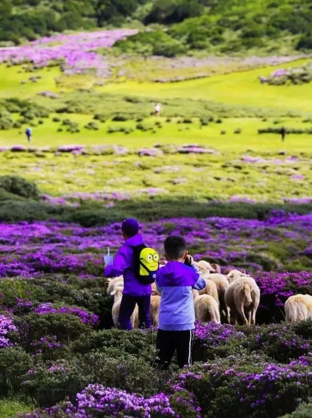 人间四月芳菲尽杜鹃花开满山红 索玛花开正当时(11)