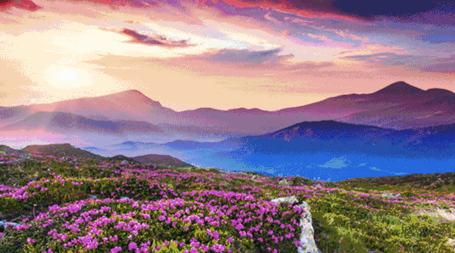 人间四月芳菲尽杜鹃花开满山红 索玛花开正当时(2)