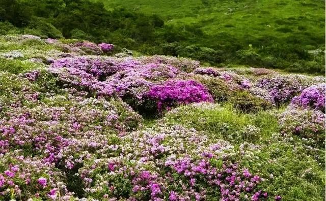 人间四月芳菲尽杜鹃花开满山红 索玛花开正当时(8)