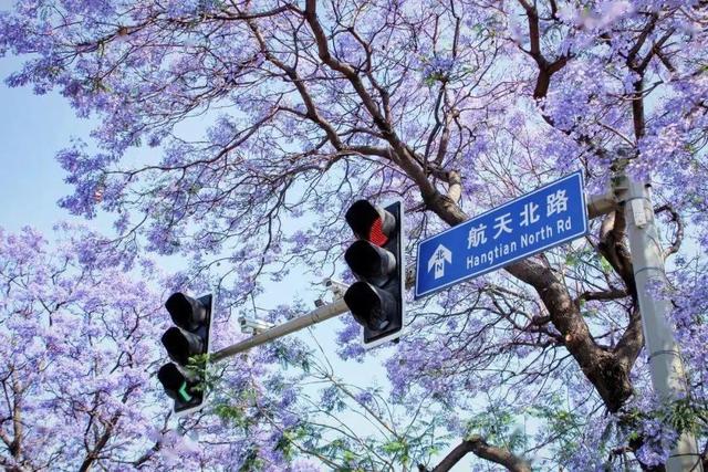 人间四月芳菲尽杜鹃花开满山红 索玛花开正当时(16)