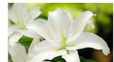 ​百合花什么特征（百合花的特点有哪些）