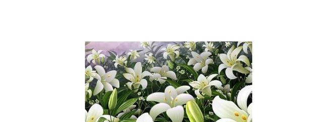 百合花什么特征（百合花的特点有哪些）(2)