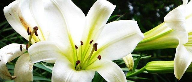 百合花什么特征（百合花的特点有哪些）(3)