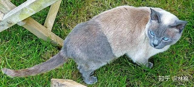最常见的猫咪颜色（繁育人讲不清的猫咪花色）(2)