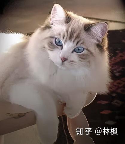 最常见的猫咪颜色（繁育人讲不清的猫咪花色）(7)