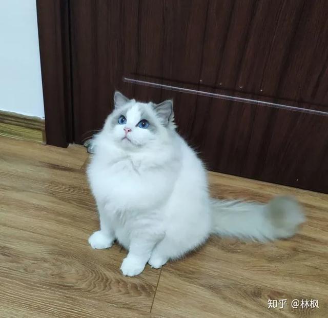 最常见的猫咪颜色（繁育人讲不清的猫咪花色）(6)