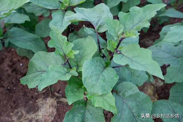新手种菜10种方法（这些种菜秘诀很少有人掌握）(3)