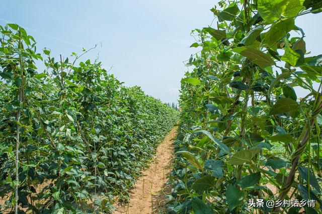 新手种菜10种方法（这些种菜秘诀很少有人掌握）(4)