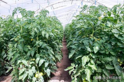 ​新手种菜10种方法（这些种菜秘诀很少有人掌握）