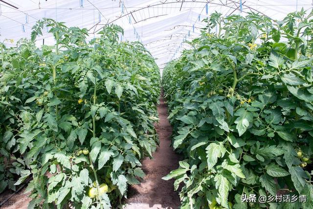 新手种菜10种方法（这些种菜秘诀很少有人掌握）(1)