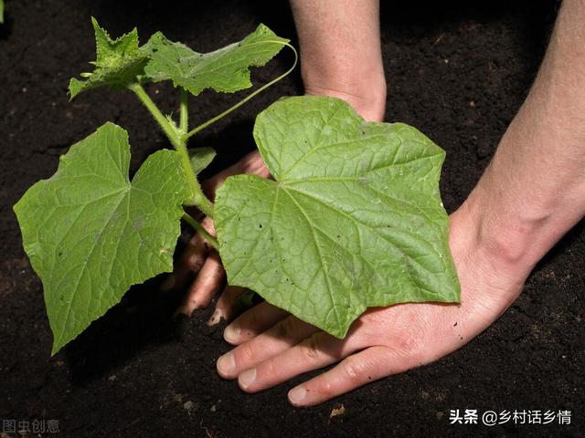 新手种菜10种方法（这些种菜秘诀很少有人掌握）(2)