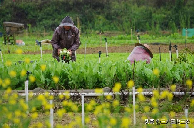 今天是二九第一天吗（今日八九第一天）(3)