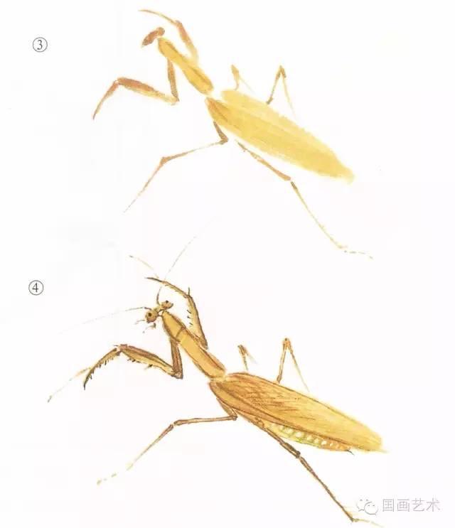 螳螂画法教程简单（教程分享螳螂画法）(20)