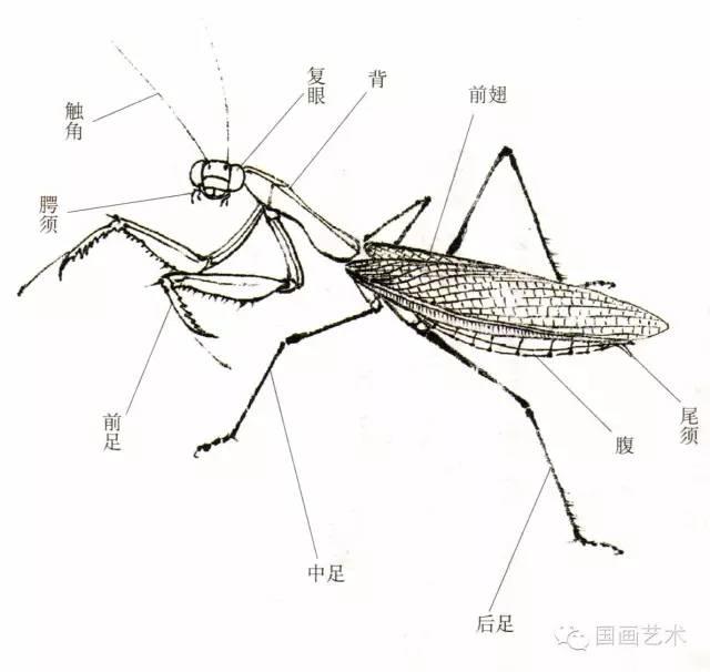 螳螂画法教程简单（教程分享螳螂画法）(2)