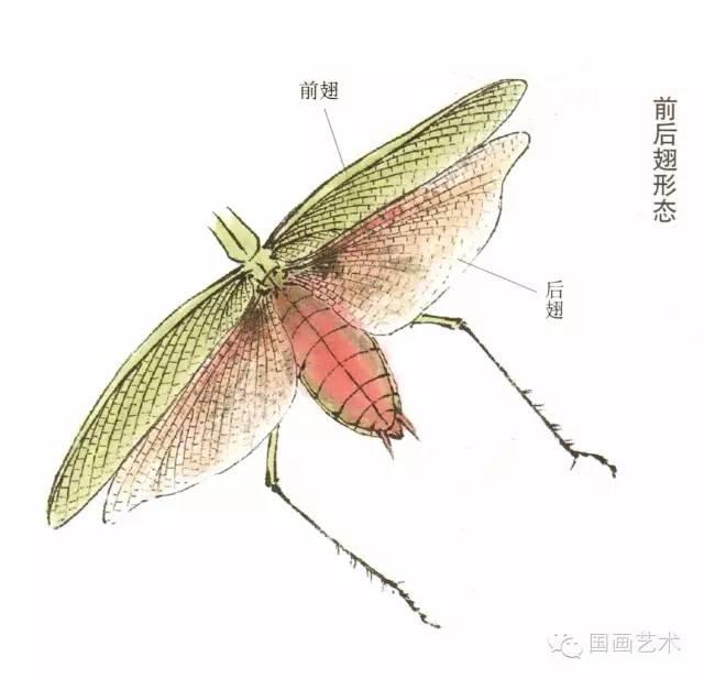 螳螂画法教程简单（教程分享螳螂画法）(5)