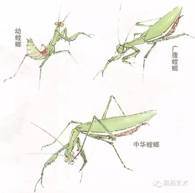 螳螂画法教程简单（教程分享螳螂画法）(15)