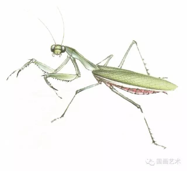 螳螂画法教程简单（教程分享螳螂画法）(10)
