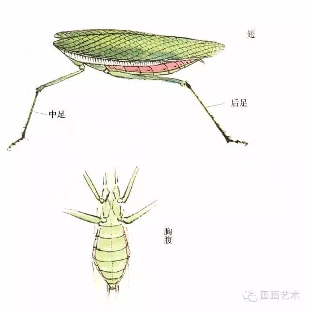 螳螂画法教程简单（教程分享螳螂画法）(4)