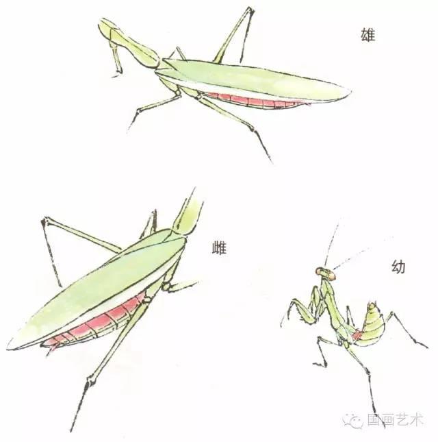 螳螂画法教程简单（教程分享螳螂画法）(6)