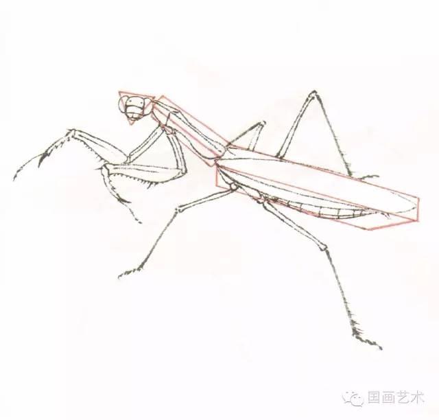 螳螂画法教程简单（教程分享螳螂画法）(7)