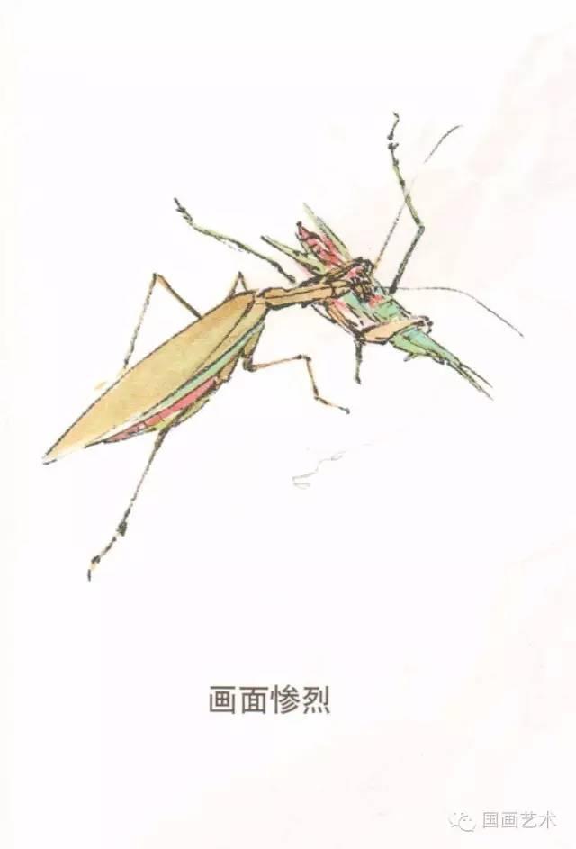 螳螂画法教程简单（教程分享螳螂画法）(16)