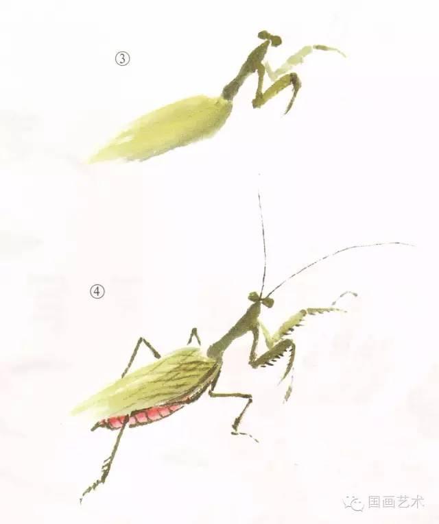 螳螂画法教程简单（教程分享螳螂画法）(22)