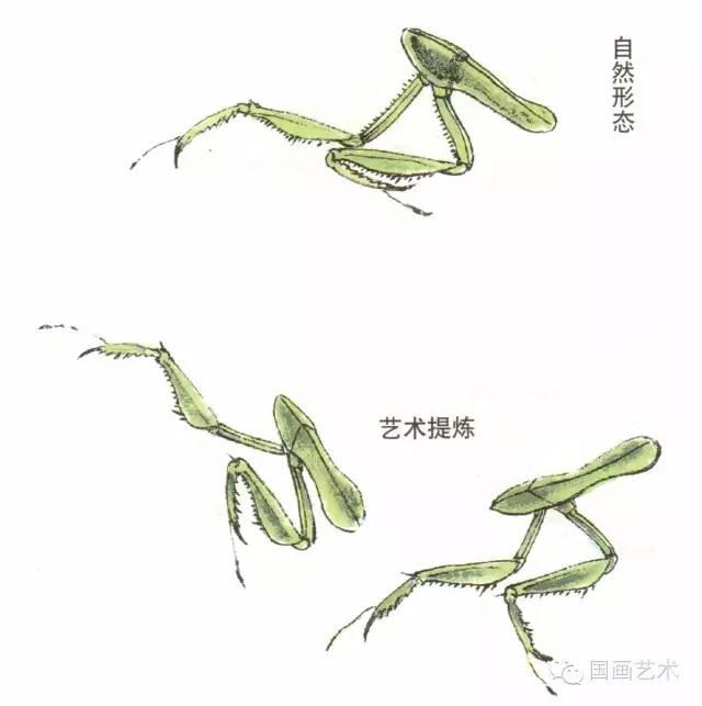 螳螂画法教程简单（教程分享螳螂画法）(3)