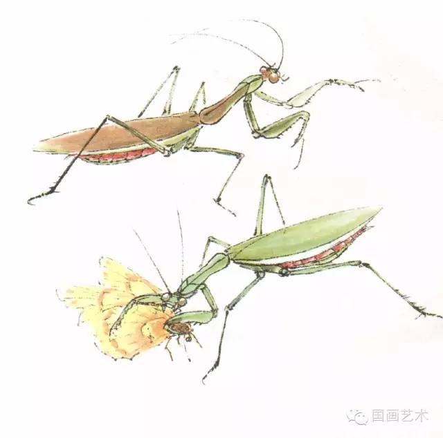 螳螂画法教程简单（教程分享螳螂画法）(14)