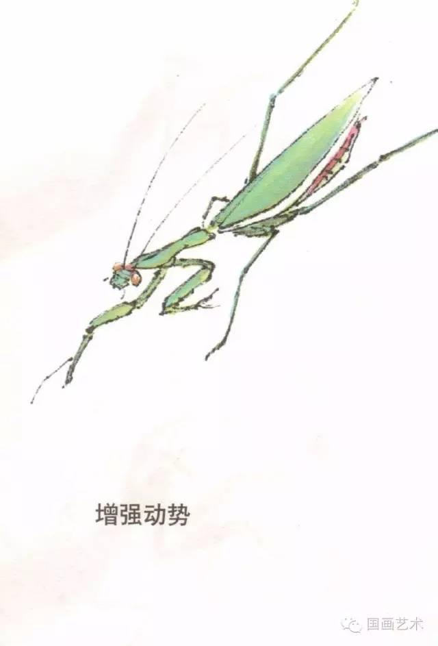 螳螂画法教程简单（教程分享螳螂画法）(18)
