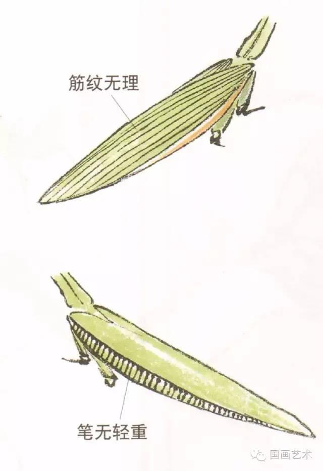 螳螂画法教程简单（教程分享螳螂画法）(12)