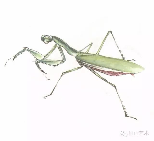 螳螂画法教程简单（教程分享螳螂画法）(9)
