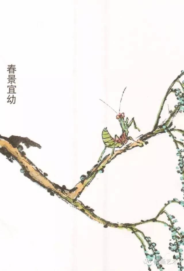 螳螂画法教程简单（教程分享螳螂画法）(17)