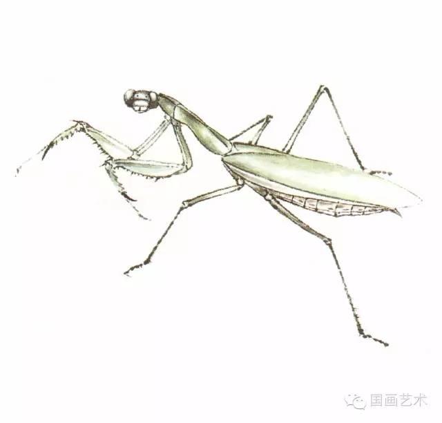 螳螂画法教程简单（教程分享螳螂画法）(8)