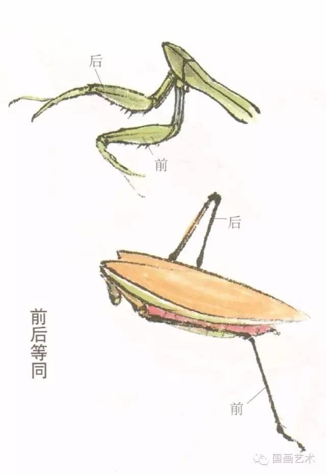 螳螂画法教程简单（教程分享螳螂画法）(11)