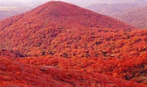 香山红叶是啥树