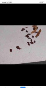 ​床上黑色芝麻小虫子 怎么解决,床上出现的黑色芝麻大小的虫子怎么办