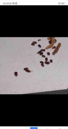 床上出现的黑色芝麻大小的虫子怎么办